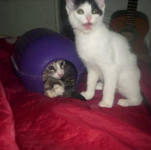 Meet your Posher, Kim - Picture 8 of 9